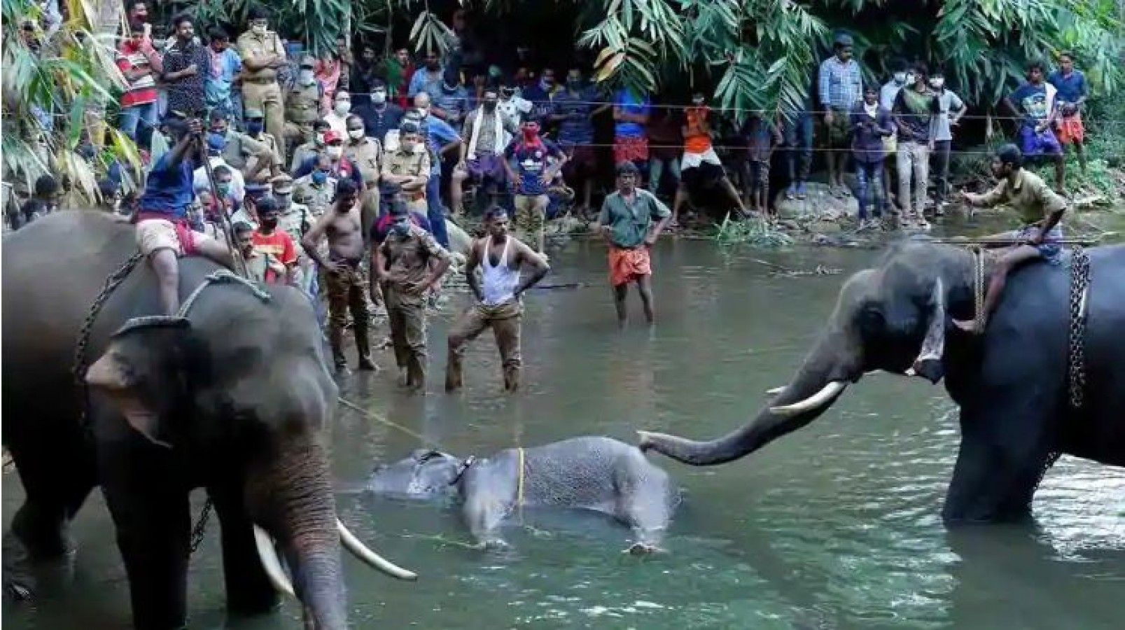 Kerala: One Arrested In Kerala Pregnant Elephant Killing Case ...