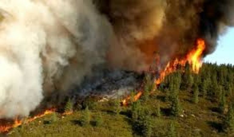65 हजार एकड़ में फैले जंगल में आग