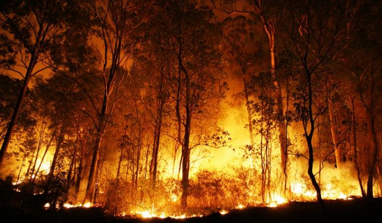 सोलन के जंगलों में भीषण आग, लाखों की वन संपदा राख