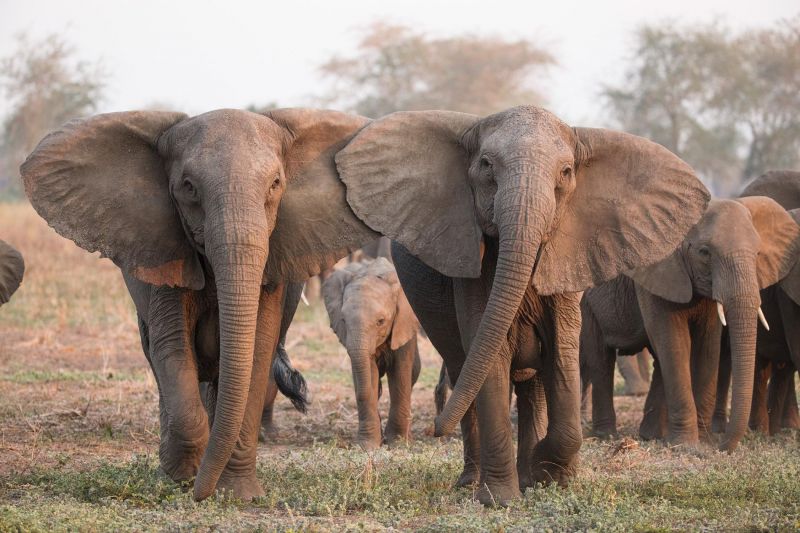 रांची में जंगली हाथी के कुचले जाने से चार की मौत