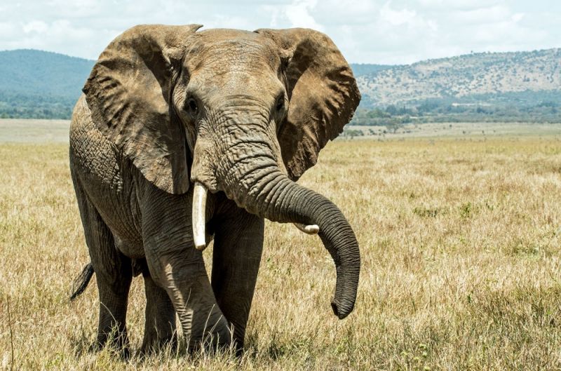 बस का शीशा तोड़ हाथी ने खींच दिया गियर बॉक्स, यात्रियों की साँस अटकी