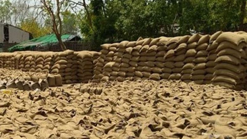 राजस्थान में किसानों के सपनों पर फिर पानी, बारिश के कारण लाखों किवंटल गेंहू बर्बाद