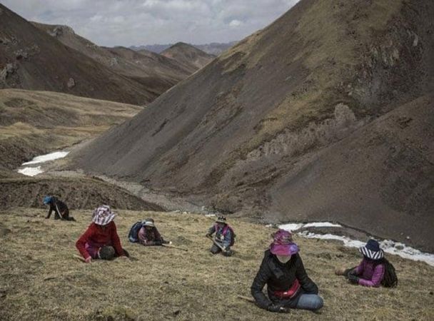 उत्तराखंड में मिल रही हिमालयन वियाग्रा, हथियाने के लिए भिड़ गए दो गाँव