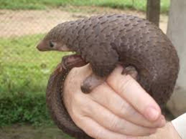 Held 93 kgs of pangolin scales in Aizawl