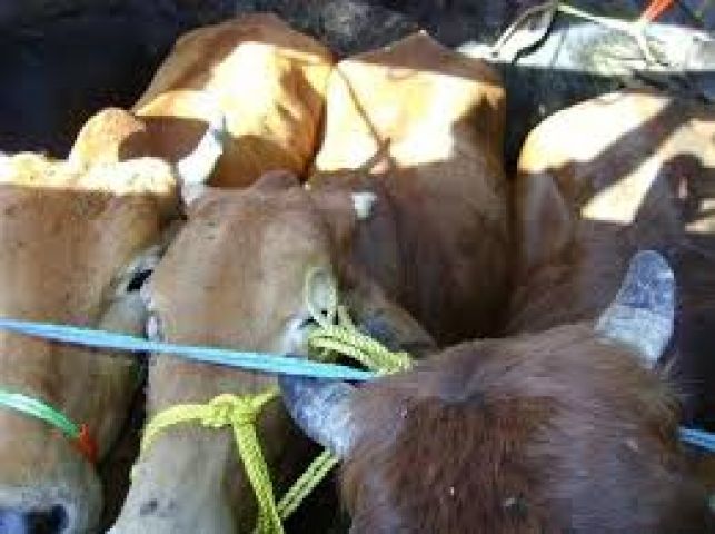 Man held for illegally transporting bovines animals