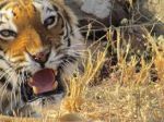 Bhopal:Basni,the tigress dies in Van Vihar National Park