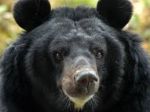 Himalayan black bears will soon join in Delhi zoo family