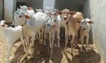 Gau-rakshaks thrashed 2 dalits for skinning dead cow in Andhra