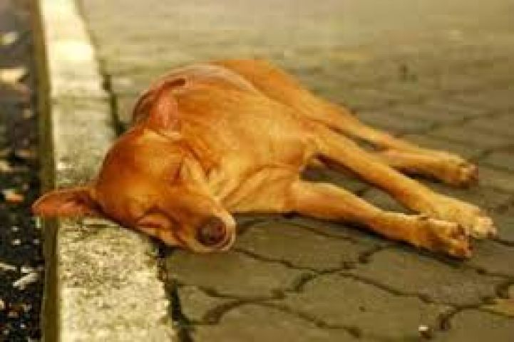 Dogs shot dead for creating nuisance in Hyderabad