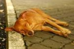 Dogs shot dead for creating nuisance in Hyderabad