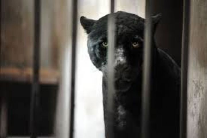 55-year-old killed by panther