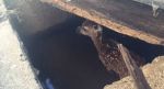Baby deer rescued from well in Odisha