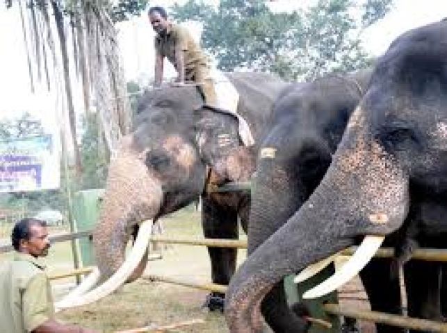Elephant dies amid treatment in Mudumalai