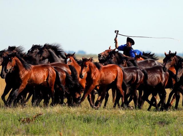 Power and agility of Hungarian horsemen