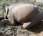 Expectant elephant found dead in Sathyamangalam Tiger Reserve
