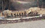 This pride of Asiatic lions caught gotten together for a drink at a watering hole in Gujarat's Gir National Park.