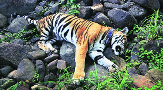 11 years old Tigress found dead in Panna Tiger Reserve