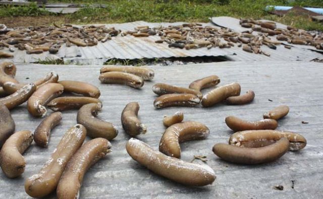 10 held with 79 kg of sea cucumber