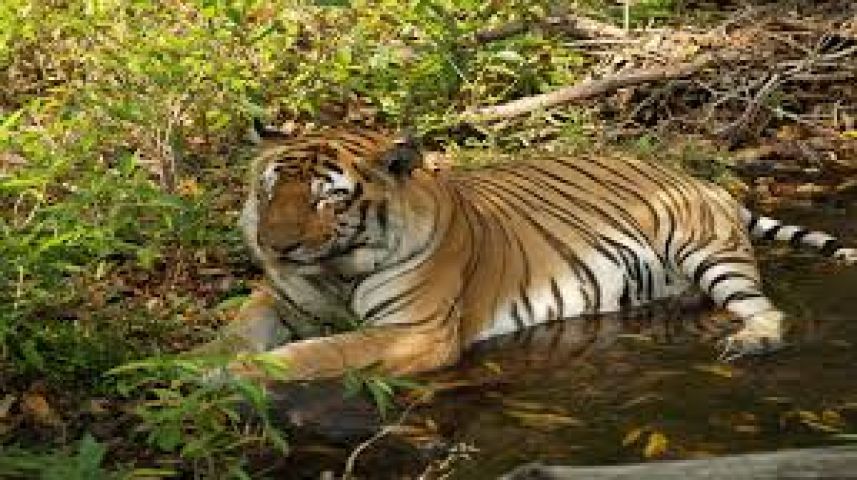 Tigress found dead in Kanha Tiger Reserve