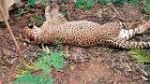 Carcass clouded leopard found in Malbazar