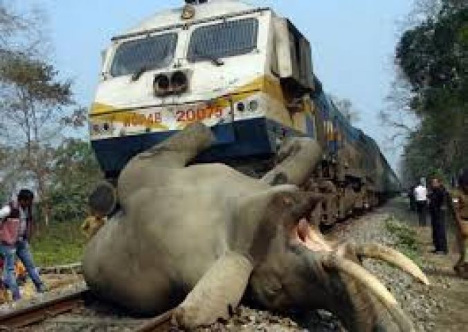 Express train hits an elephant in Coimbatore