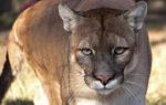 12 year old girl died in panther attack