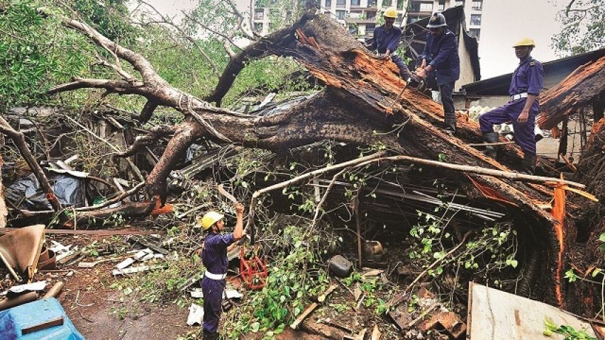 BMC:8,367 trees collapsed in 5 years in Mumbai