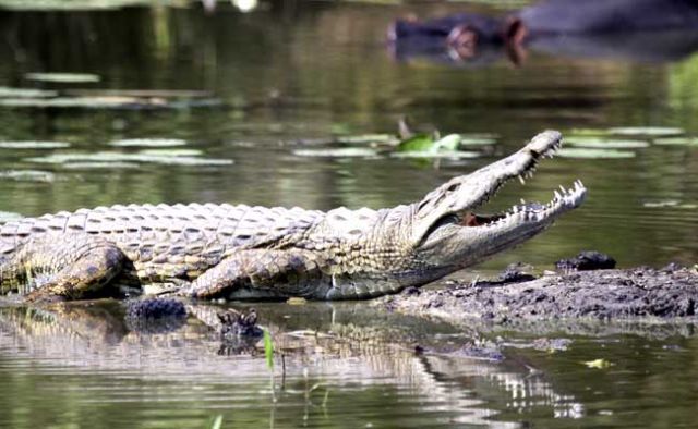 Man killed by crocodile near Odisha's Bhitarkanika National Park