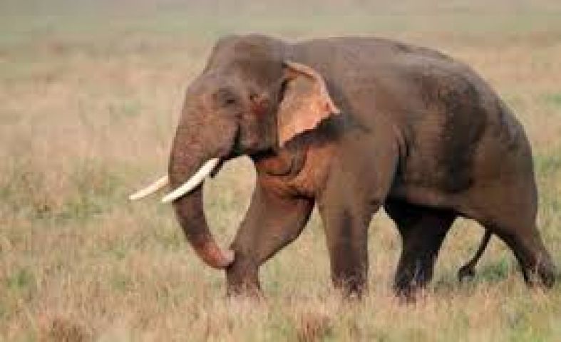 Elephant kills farmer in Tamil Nadu