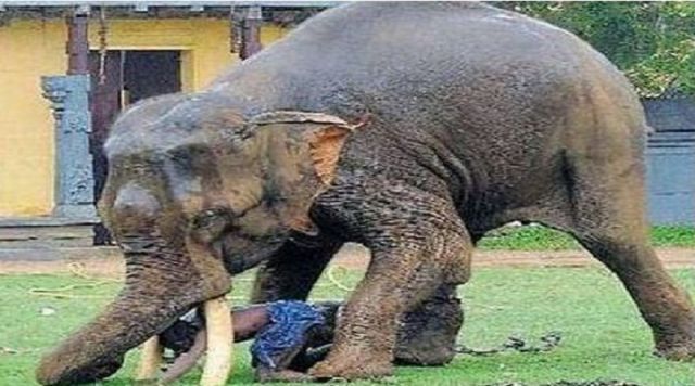 50 year old man killed by an elephant