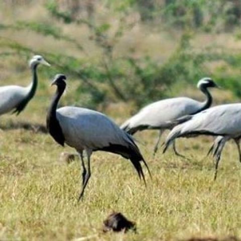 Fire broke out at Bird Sanctuary in Nashik