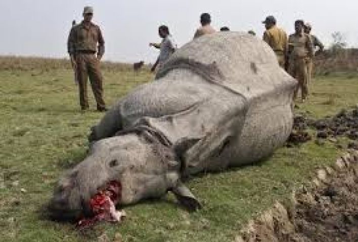 Kaziranga National Park: Nine poachers arrested for killing male rhino