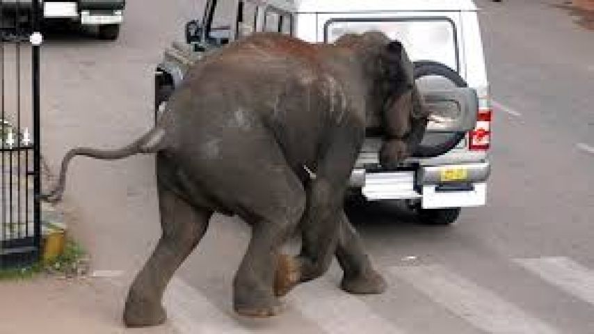 Uttar Pradesh:Man trampled to death by wild elephant