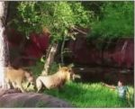 Watch, What happened when man jumps into the lion enclosure in Hyderabad!