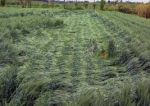 Uttar Pradesh: Wheat crop damage due to rains