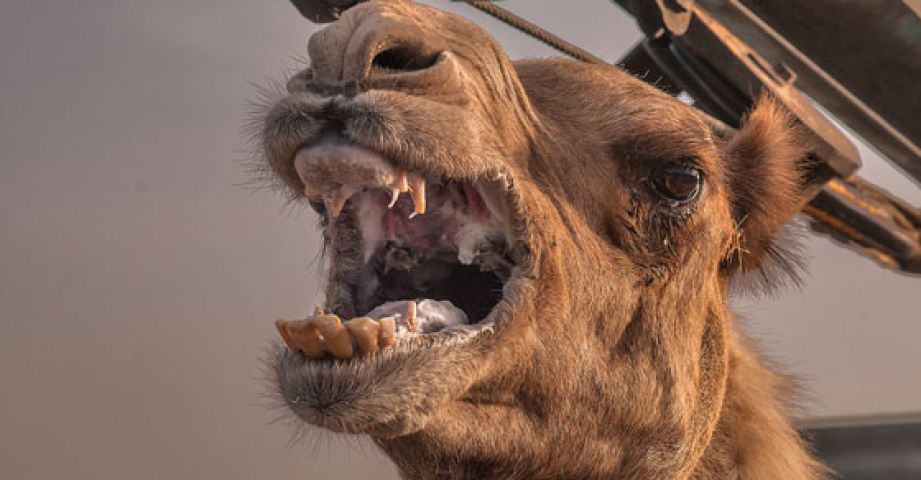 Camel punished his Owner for Being Left Out In Heat All Day