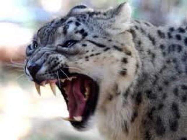 Five-year-old killed as leopard attacked on her