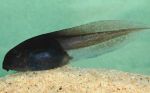 Western Ghats: dancing tadpole discovered