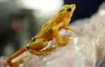 Frog: New golden species found!