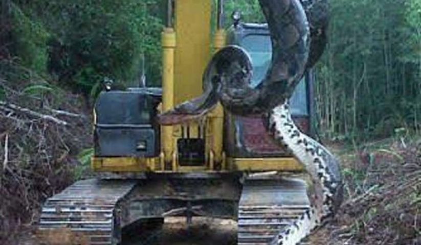 Know about The Biggest Snakes of World