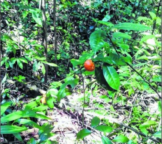 Researchers found Indian Wild Orange at Dailong,Tamenglong district
