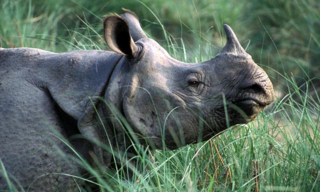 Nepal has taken decision to donate China 2 pairs of rhinos