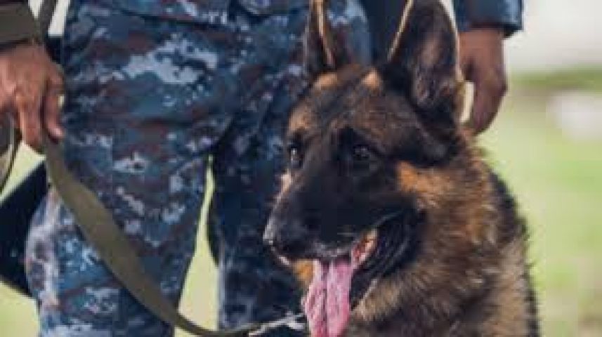 Military dog saved the life of British soldiers