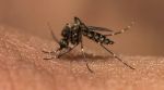 Sri Lanka becomes the second South-East Asia Region to be Malaria-free: WHO
