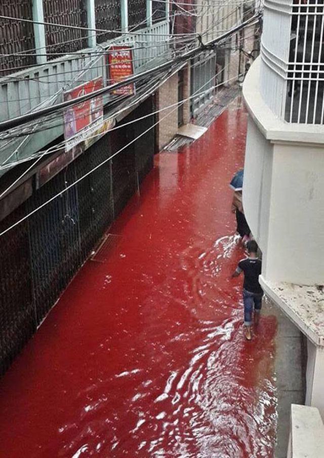 Eid Al-aadha:Sight of rivers of blood in Dhaka surely makes everyone tremble