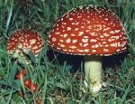 2 dies after taking wild mushroom
