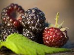 Black raspberry can help keep your heart safe