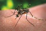 Dehradun: 333 people test positive for dengue