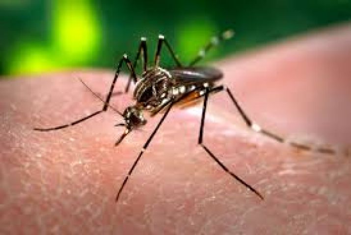Dengue tally in the city touched 87 !