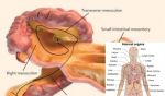 Scientists discover new organ in human body